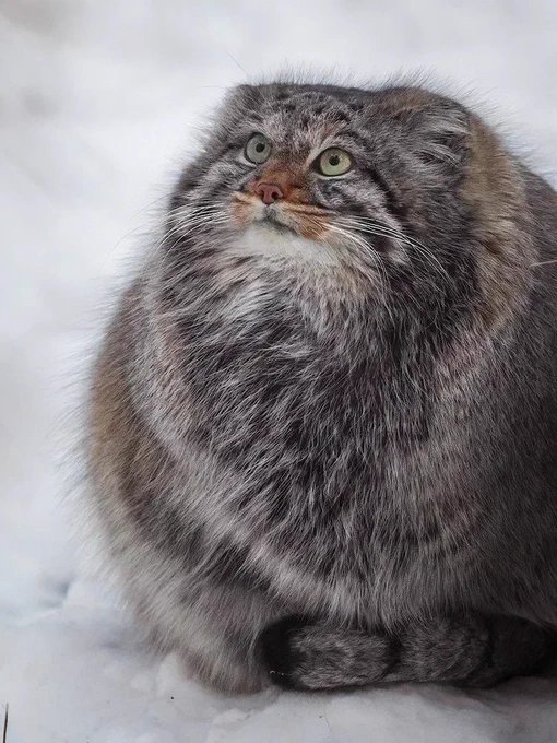 a manul in the snow