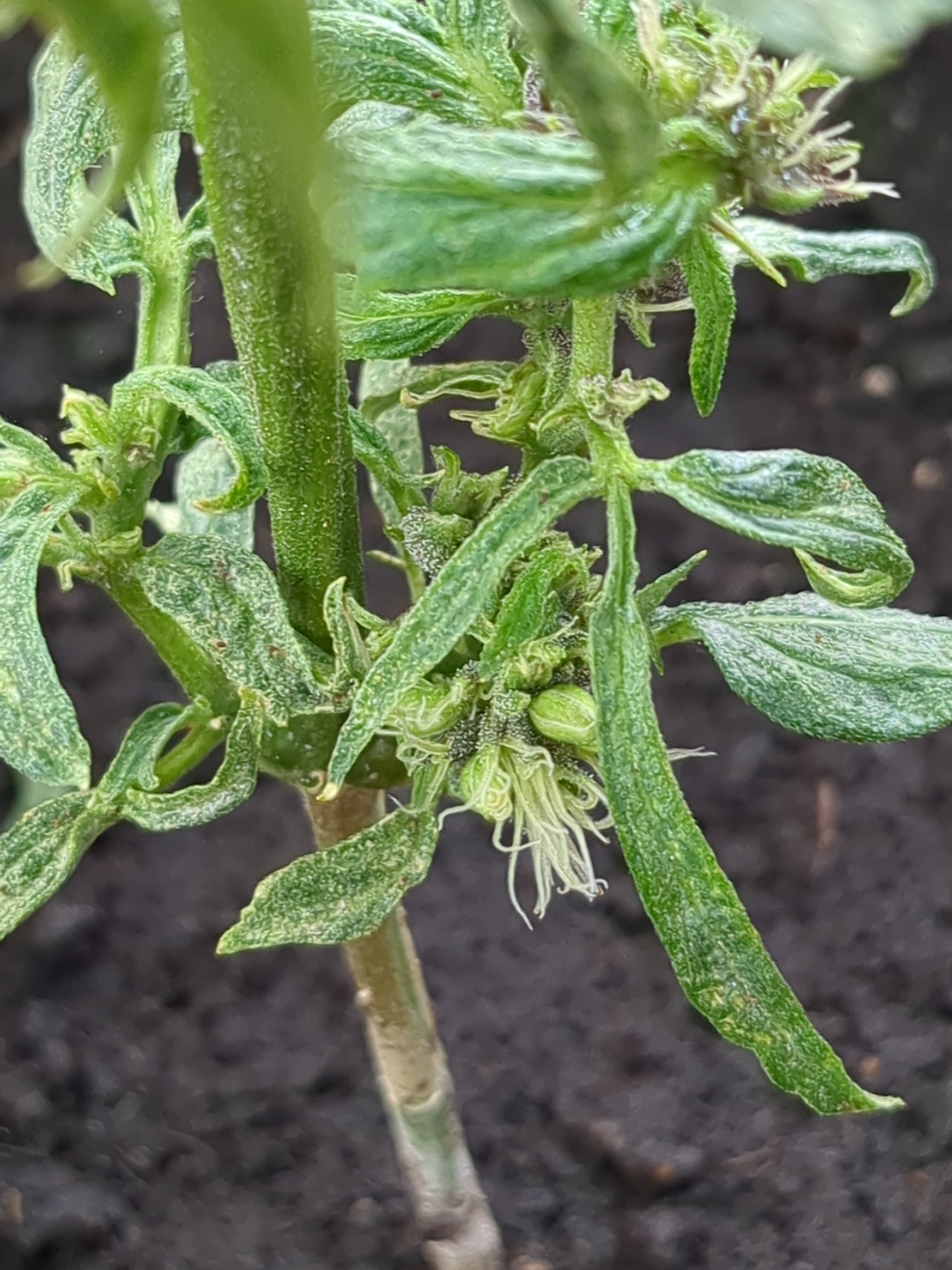 Weird looking cannabis plant with shamefully small buds and small, green thing, that looks like a pollen sac