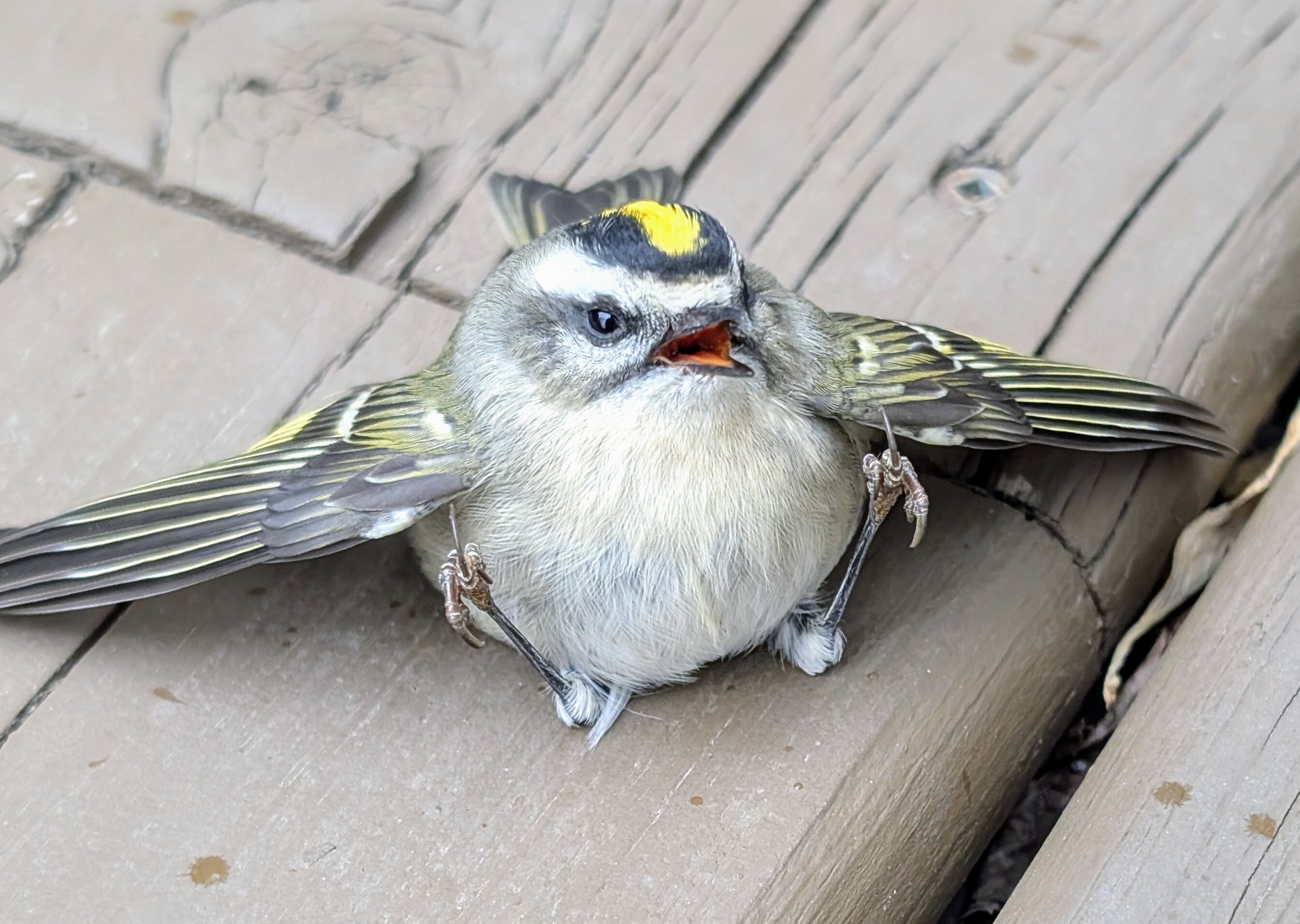 Golden Crowned Kinglet sitting on a deck board with its beak open