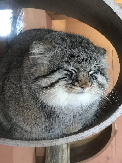 a manul sleeping in a perch